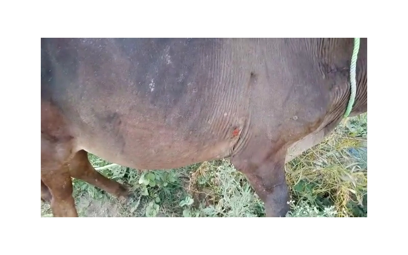 Gaumata baby fractured leg , sector...