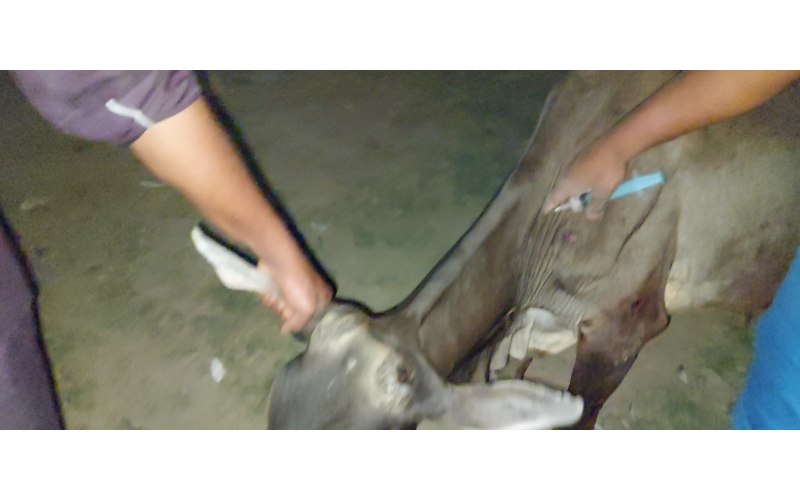 Gaumata baby fractured leg , sector...