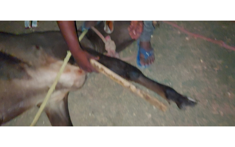 Gaumata baby fractured leg , sector...