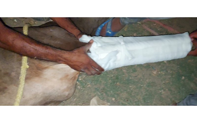 Gaumata baby fractured leg , sector...