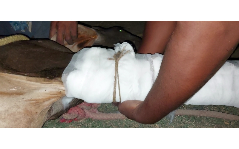 Gaumata baby fractured leg , sector...