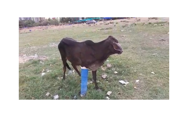 Gaumata baby fractured leg , sector...