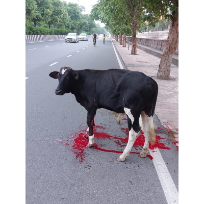 Gaumata Baby, Sacred and...