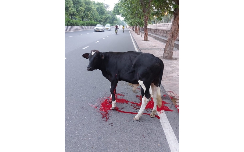 Gaumata Baby, Sacred and Bleeding – A...