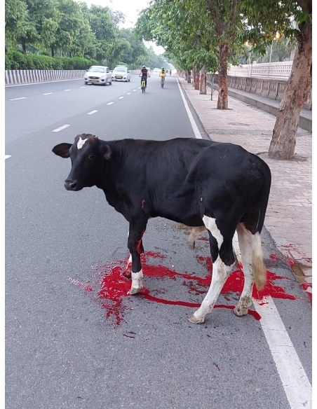 Gaumata Baby, Sacred and Bleeding – A Sector 18 Noida Rescue