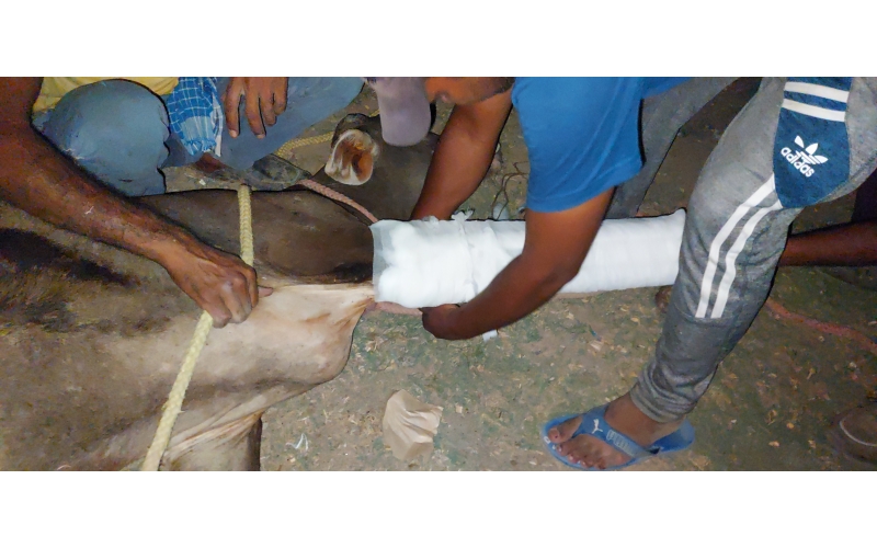 Gaumata baby fractured leg , sector...