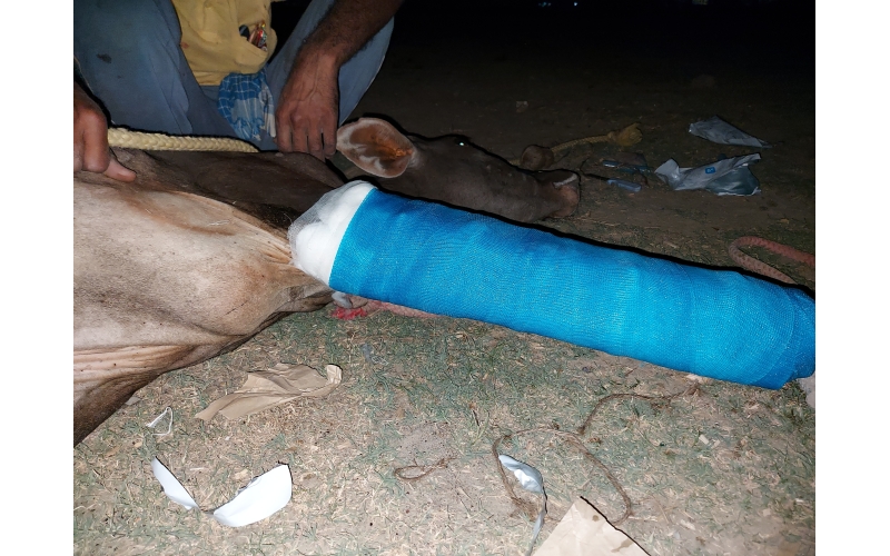 Gaumata baby fractured leg , sector...