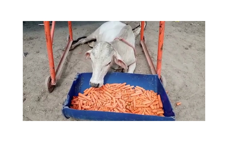 Gaumata baby spine injured,  sector...