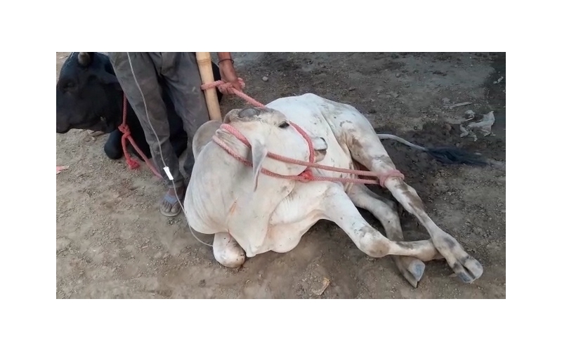 Gaumata baby spine injured,  sector...