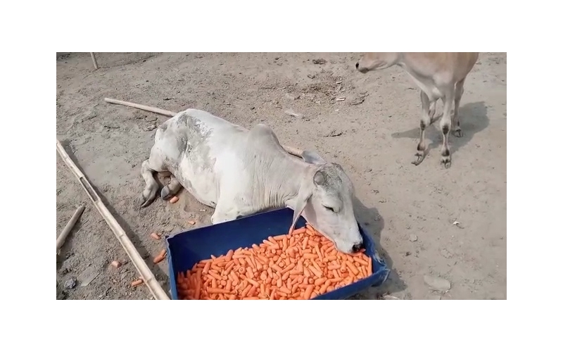 Gaumata baby spine injured,  sector...