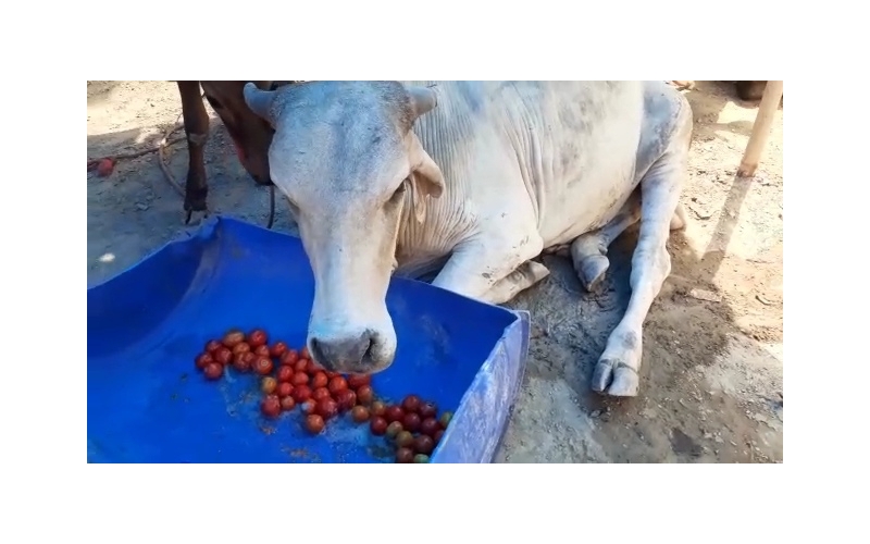 Nandi baba spine injured,  hit and...