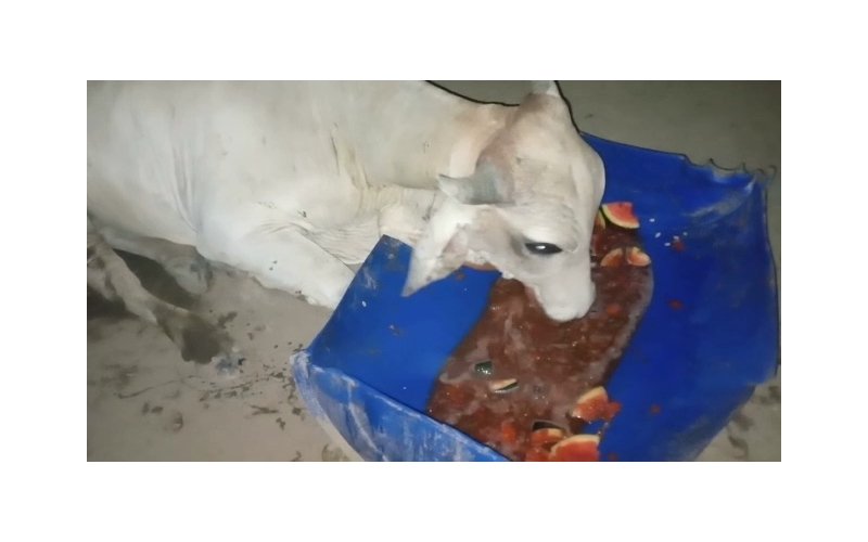 Nandi baba spine injured,  hit and...