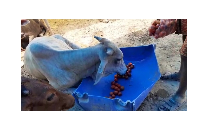 Nandi baba spine injured,  hit and...