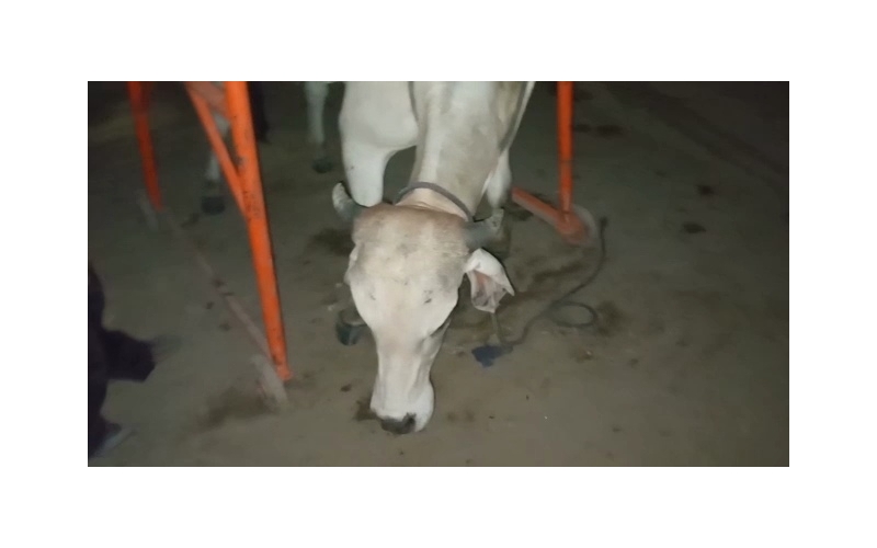 Nandi baba spine injured,  hit and...