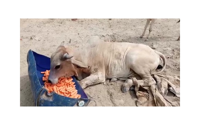 Nandi baba spine injured,  hit and...