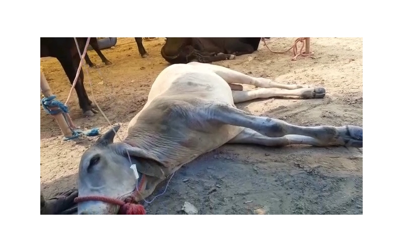 Nandi baba spine injured,  hit and...