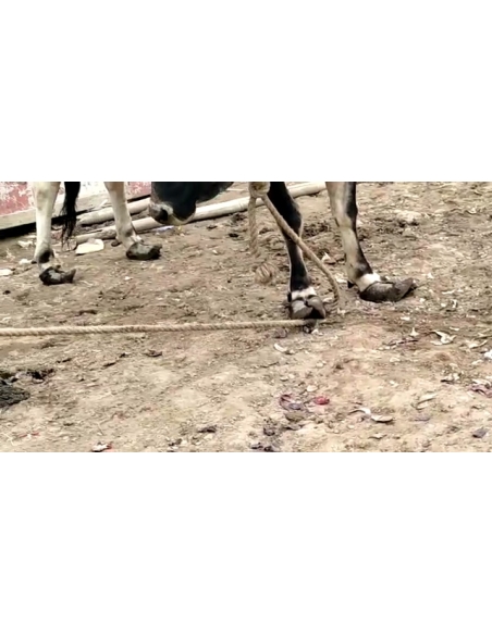 Nandi baba unable to walk, hoof overgrown