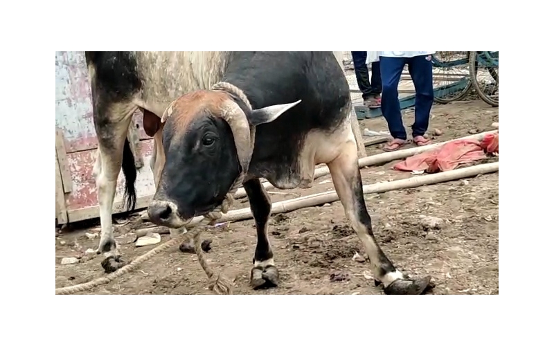 Nandi baba unable to walk, hoof... Nandi baba unable to walk, hoof...
