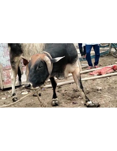 Nandi baba unable to walk, hoof overgrown