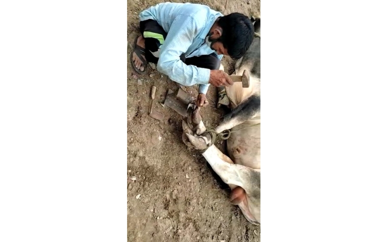 Nandi baba unable to walk, hoof... Nandi baba unable to walk, hoof...