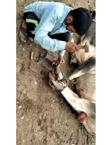 Nandi baba unable to walk, hoof overgrown