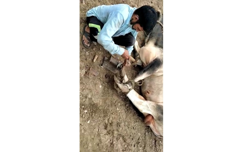 Nandi baba unable to walk, hoof... Nandi baba unable to walk, hoof...