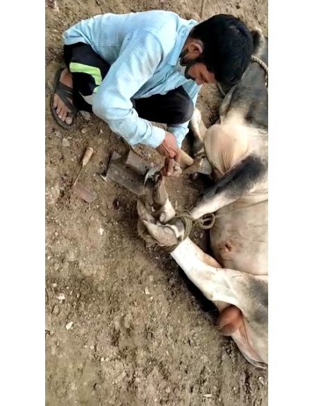 Nandi baba unable to walk, hoof overgrown