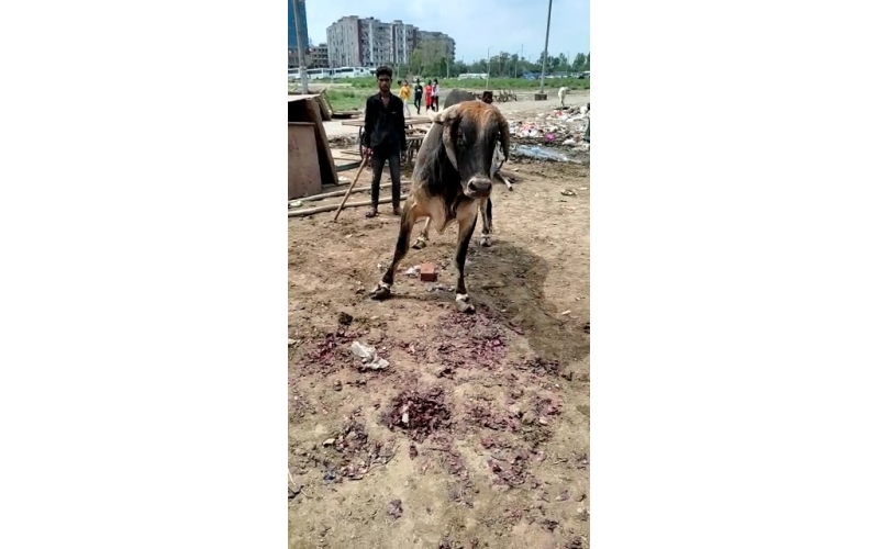 Nandi baba unable to walk, hoof... Nandi baba unable to walk, hoof...