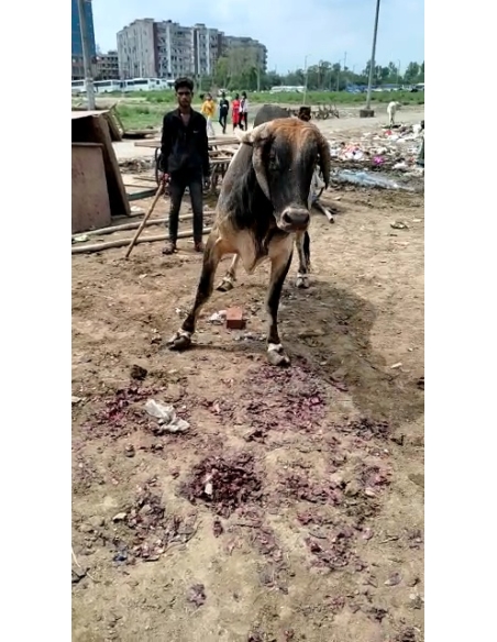 Nandi baba unable to walk, hoof overgrown