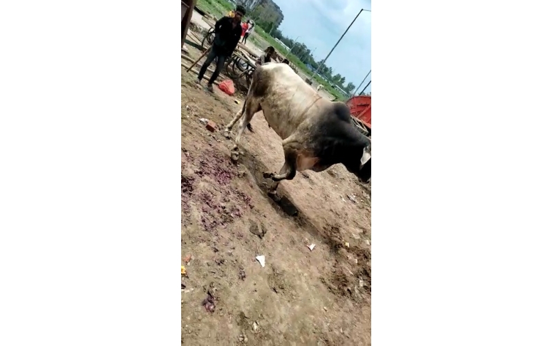 Nandi baba unable to walk, hoof... Nandi baba unable to walk, hoof...