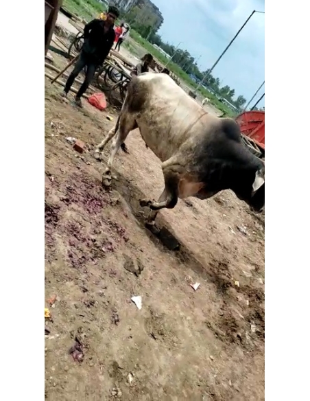 Nandi baba unable to walk, hoof overgrown