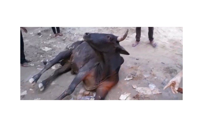 Nandi baba spine injured- sector 62... Nandi baba spine injured- sector 62...