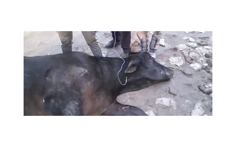 Nandi baba spine injured- sector 62... Nandi baba spine injured- sector 62...