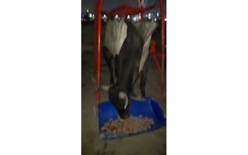 Nandi baba spine injured- sector 62... Nandi baba spine injured- sector 62...
