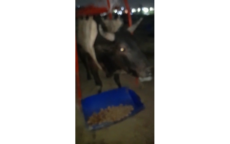 Nandi baba spine injured- sector 62... Nandi baba spine injured- sector 62...