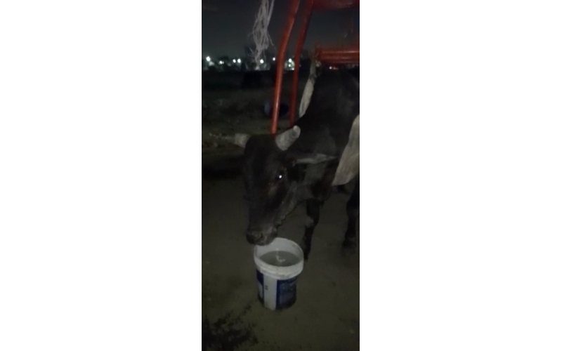 Nandi baba spine injured- sector 62... Nandi baba spine injured- sector 62...