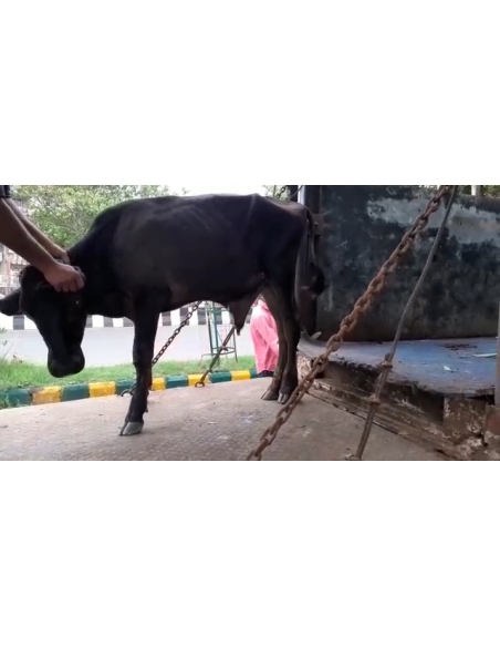 Gaumata baby hoof maggots wound