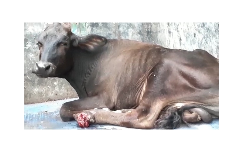 Gaumata baby hoof maggots wound