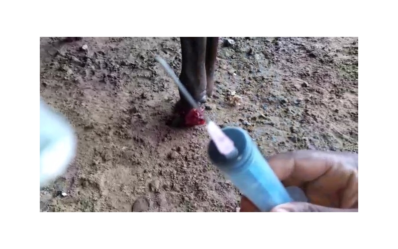 Gaumata baby hoof maggots wound
