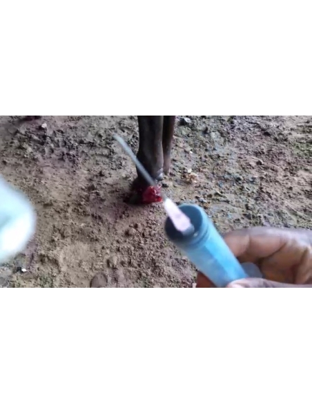 Gaumata baby hoof maggots wound