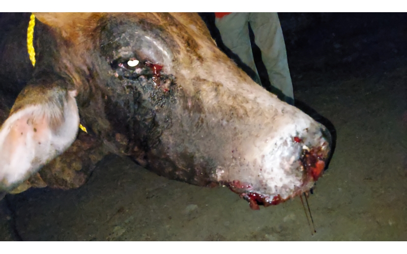 Mahadev Nandi Baba Healed of Lumpy...