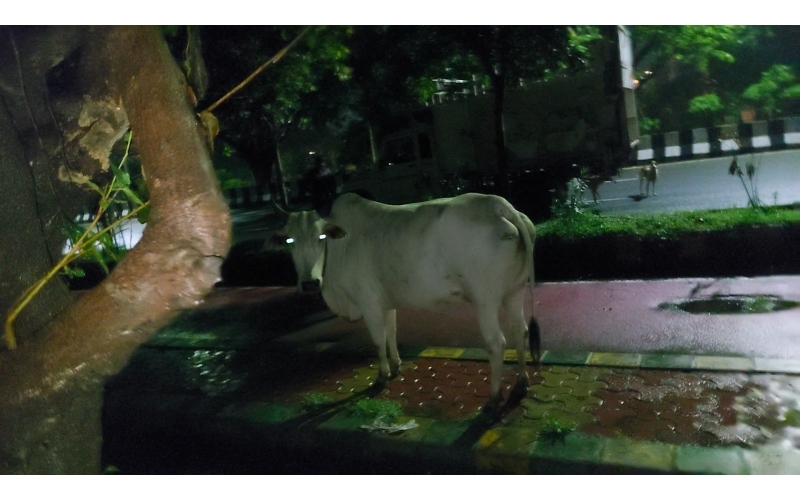 Gaumata baby fell in open Drainage at...