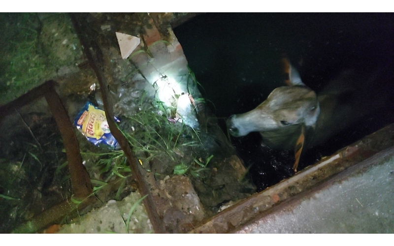Gaumata baby fell in open Drainage at...