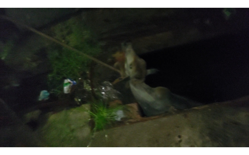 Gaumata baby fell in open Drainage at...