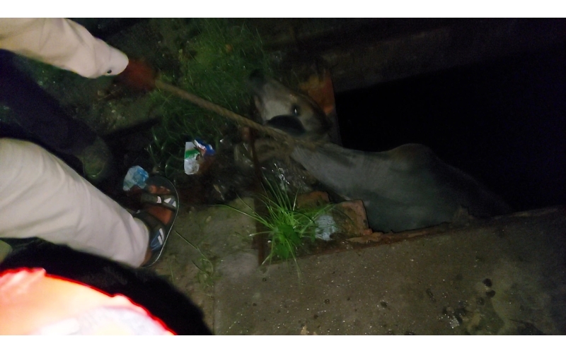 Gaumata baby fell in open Drainage at...
