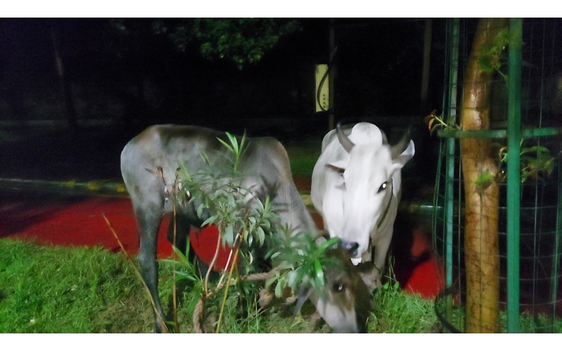 Gaumata baby fell in open Drainage at...