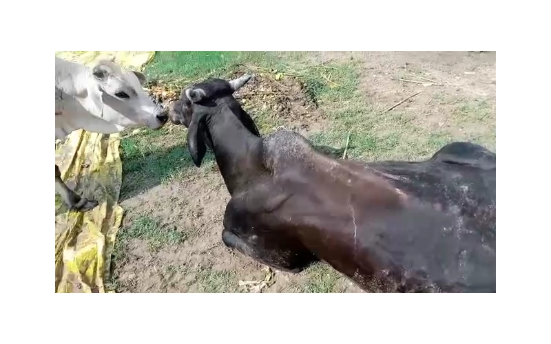 Mahadev Nandi baba,  107 fever,... Mahadev Nandi baba,  107 fever,...