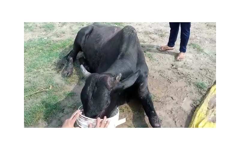 Mahadev Nandi baba,  107 fever,... Mahadev Nandi baba,  107 fever,...