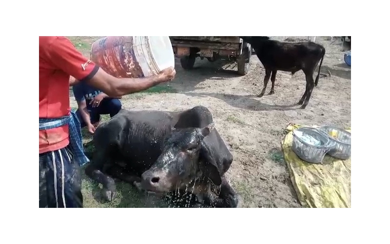 Mahadev Nandi baba,  107 fever,... Mahadev Nandi baba,  107 fever,...