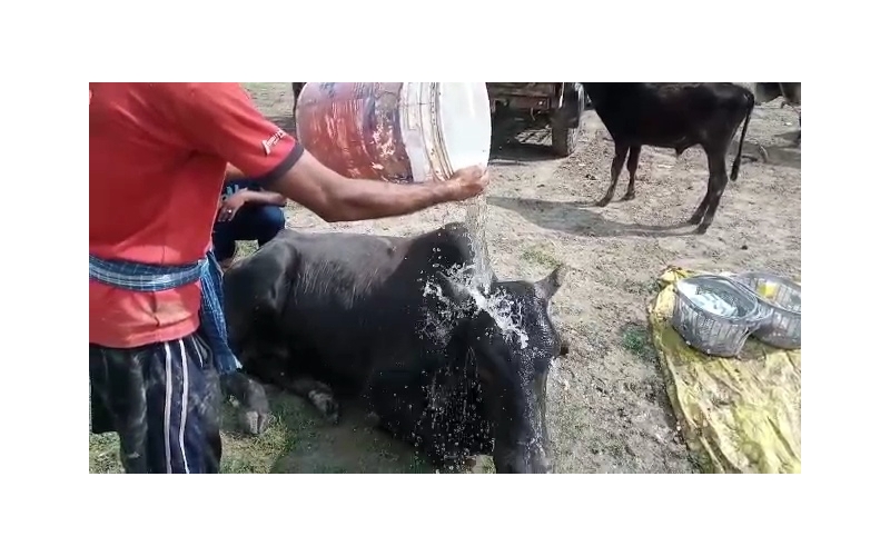 Mahadev Nandi baba,  107 fever,... Mahadev Nandi baba,  107 fever,...